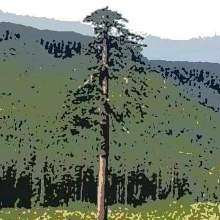 Douglas Fir Trees of the Northwest