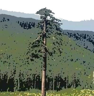 What type of tree is used to make paper? Douglas fir